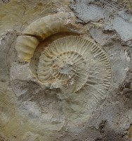 /album/geofotos/fosil-de-amonite-jpg/